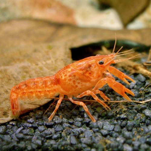 Cambarellus patzcuarensis - Orange dwarf crayfish